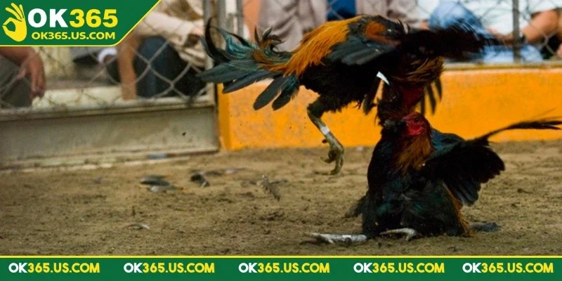 Đá gà Peru